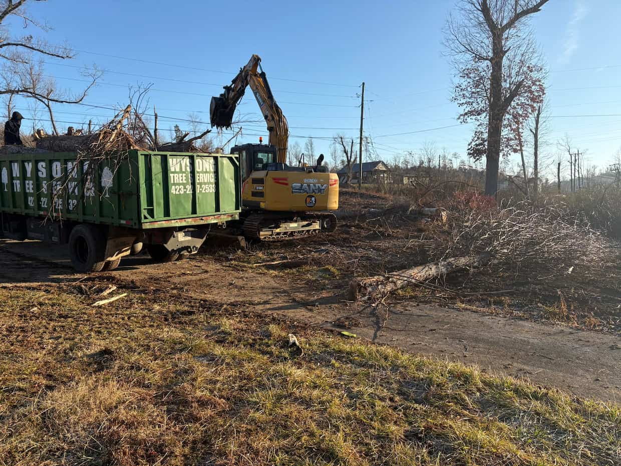 Lot clearing tree services