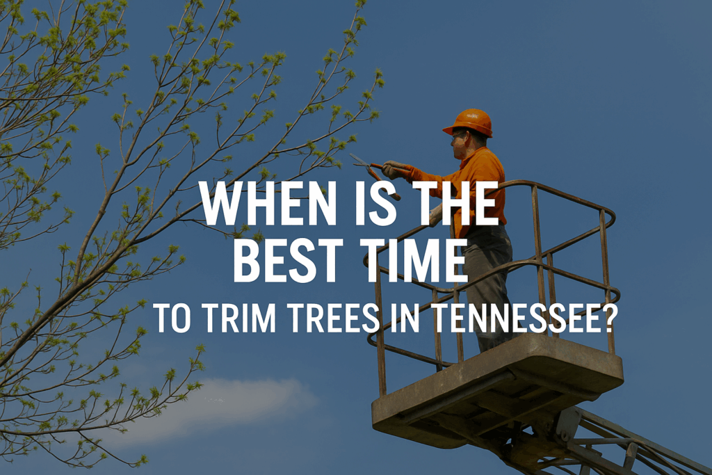 When is the Best Time to Trim Trees in Tennessee?