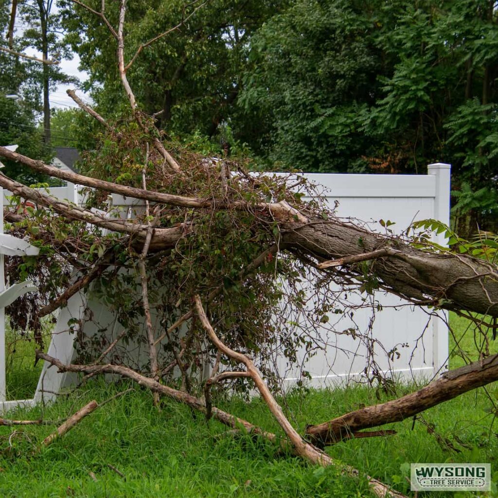 How to Identify and Treat Common Tree Diseases in Chattanooga