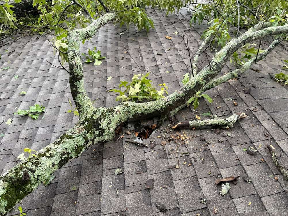 Chattanooga Tree Services