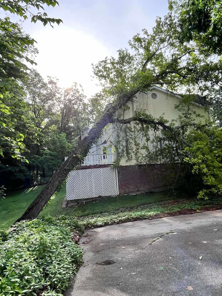 Tree Services in East Ridge
