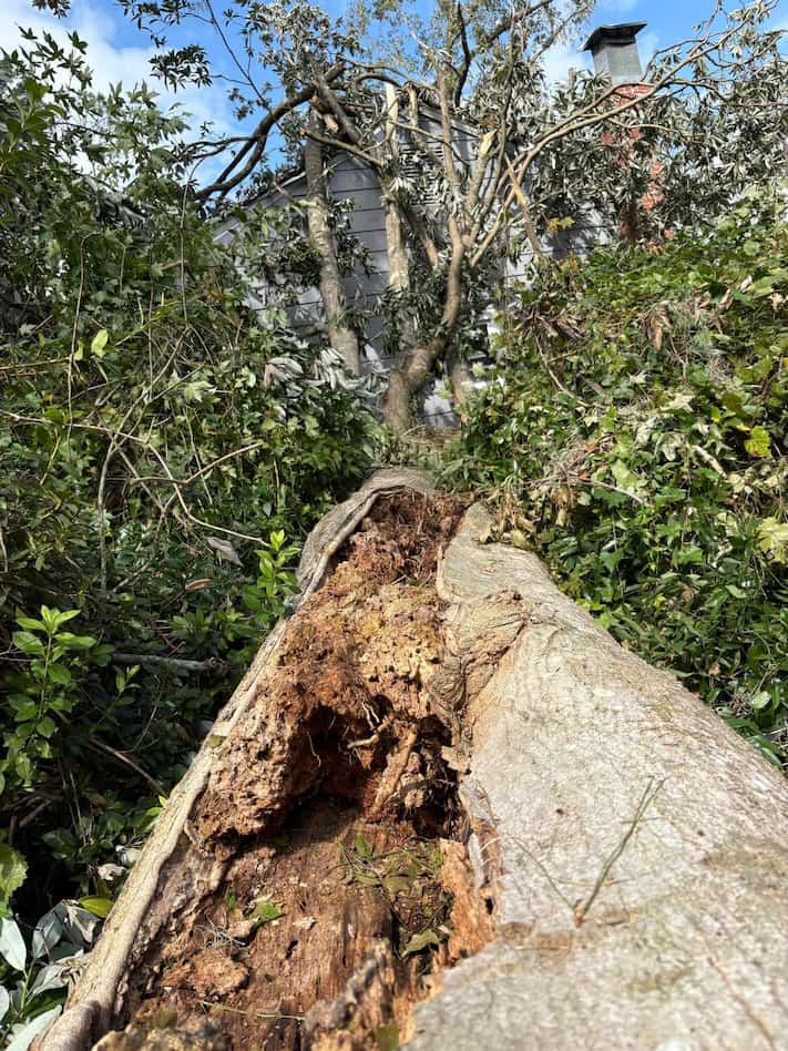 Tree Services in Lookout Mountain