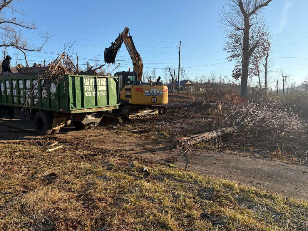 Tree Services in Signal Mountain